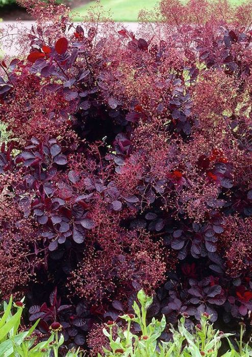 Royal Puruple (Scumpia Roșie)