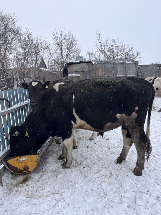 Продам быка 2 годовалого