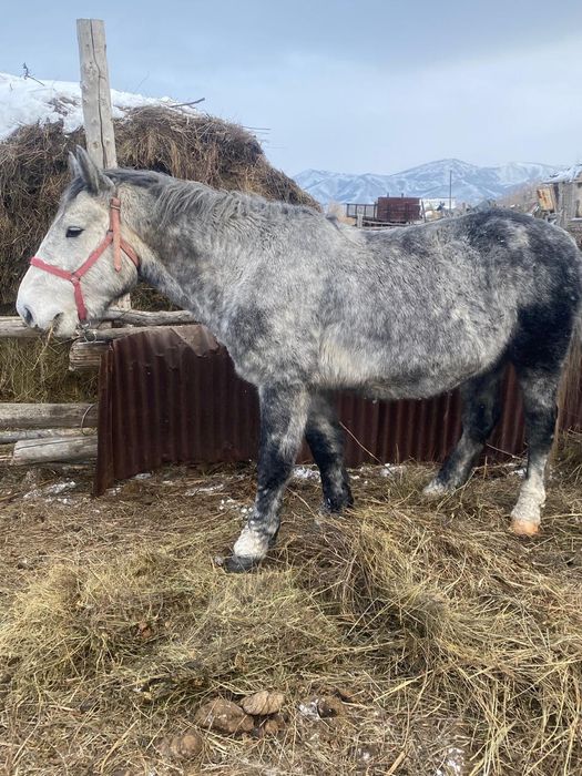 Першерон айғар сатылады.