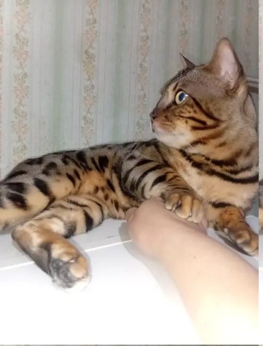 Продам бенгальских котят