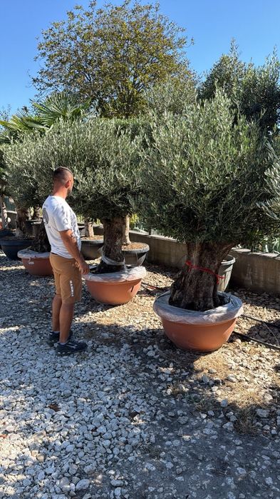 maslin secular ornamentale