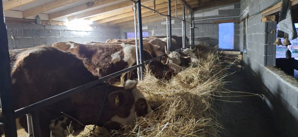 Vând vaci baltata românească