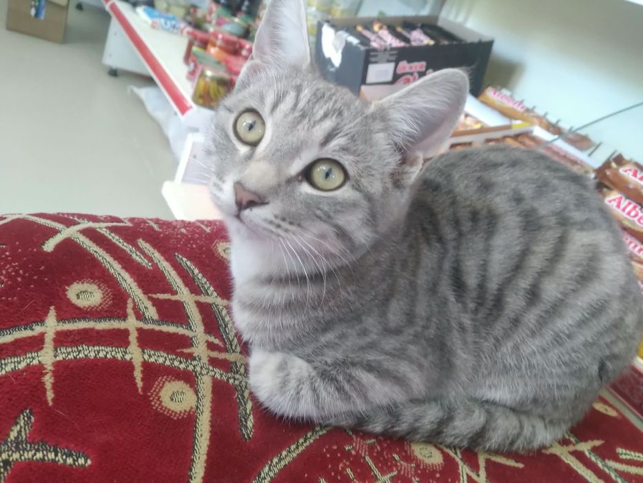 кот мальчик отдаю