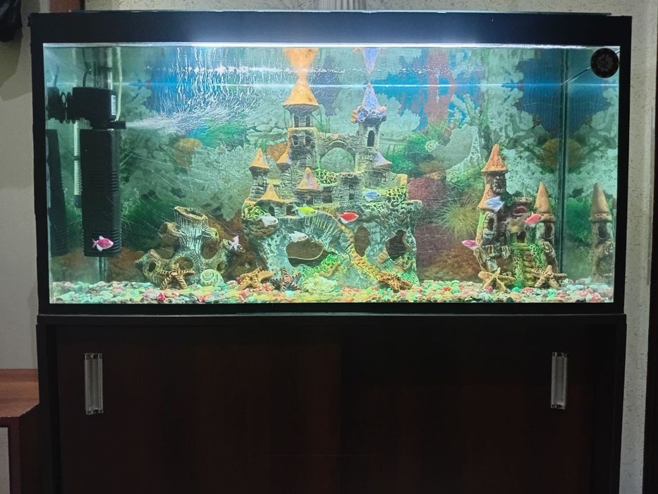 Akvarium sotladi