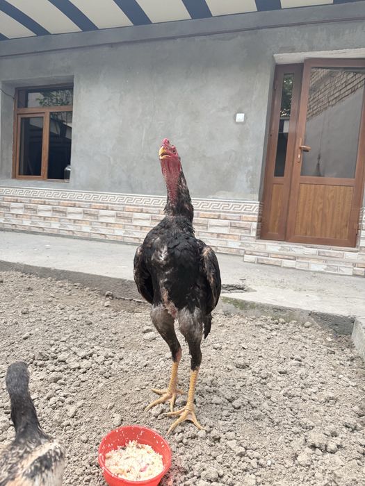 Dakan jo’ja sotiladi