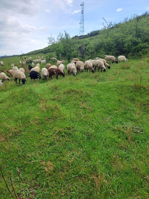 De vânzare Oi și Capre