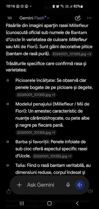 Găini pitice                              .