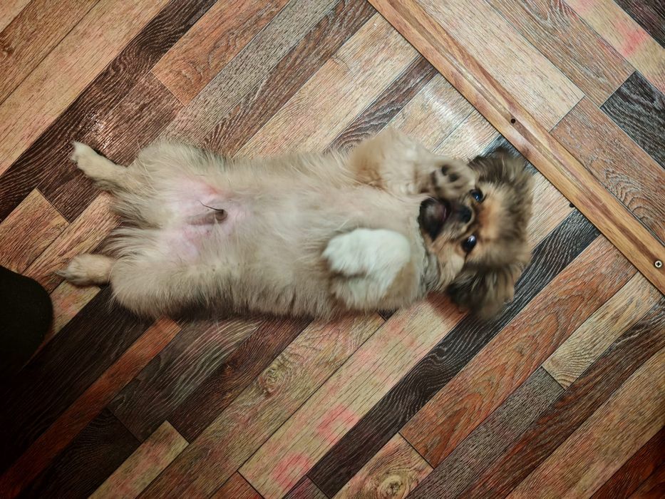 ПЕКИНЕС чистокровный кобель