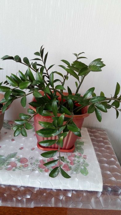 Красивые комнатные цветы