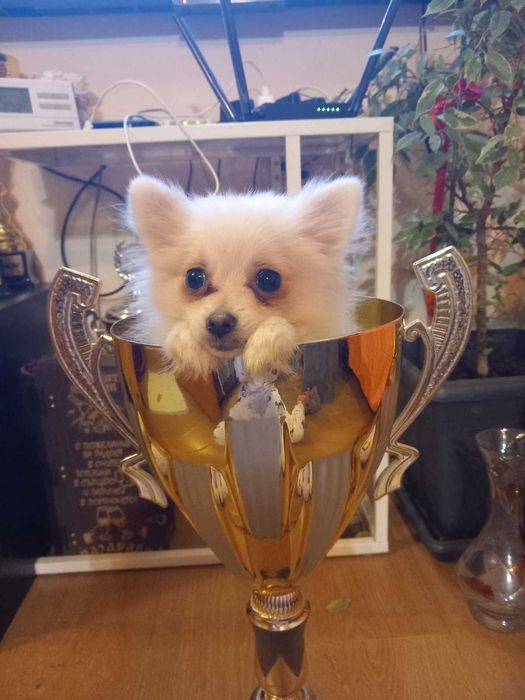 Продавам мини шпицове