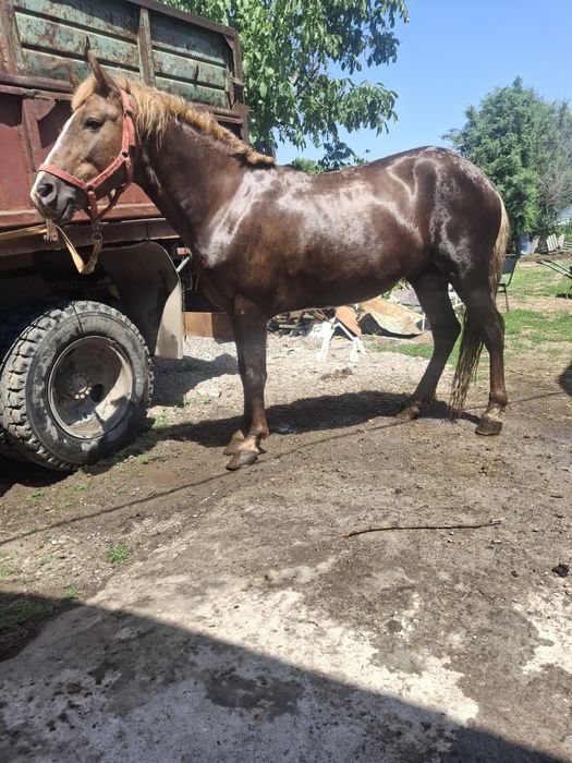 Продам жеребца срочно