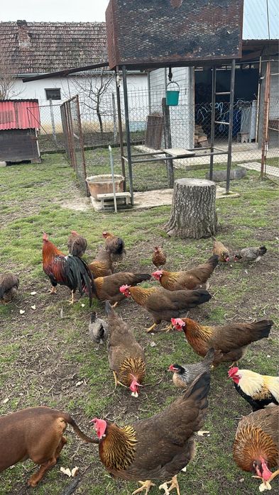 Vand oua de incubat din gaini rasa italian potarnichiu