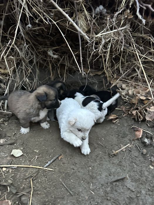 Kuchuk bolalari sotiladi zoti toza Erkak va ayoli ham bor