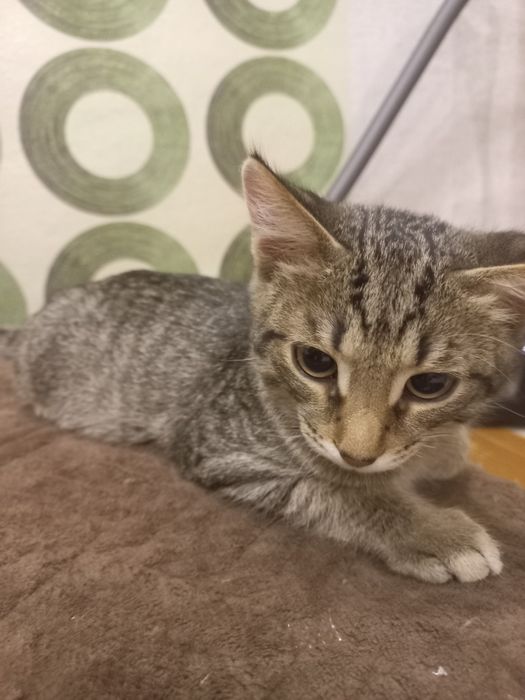 Отдам котёнка в добрые руки