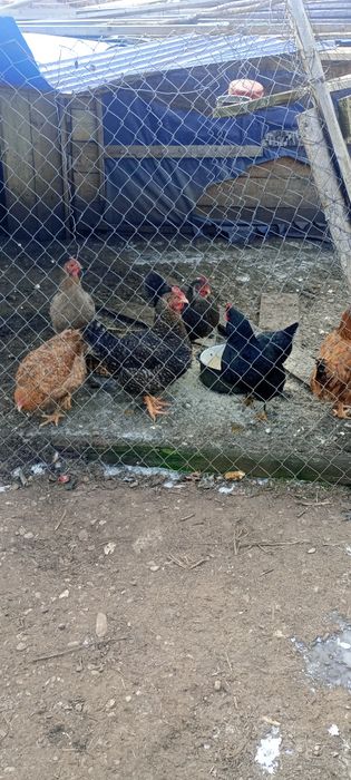 Vând 6 gaini au început să se oua