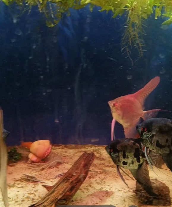 Продается скаляри