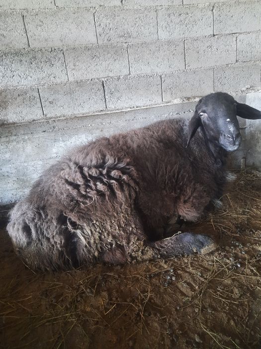 Зотдор Куйлар сотилади