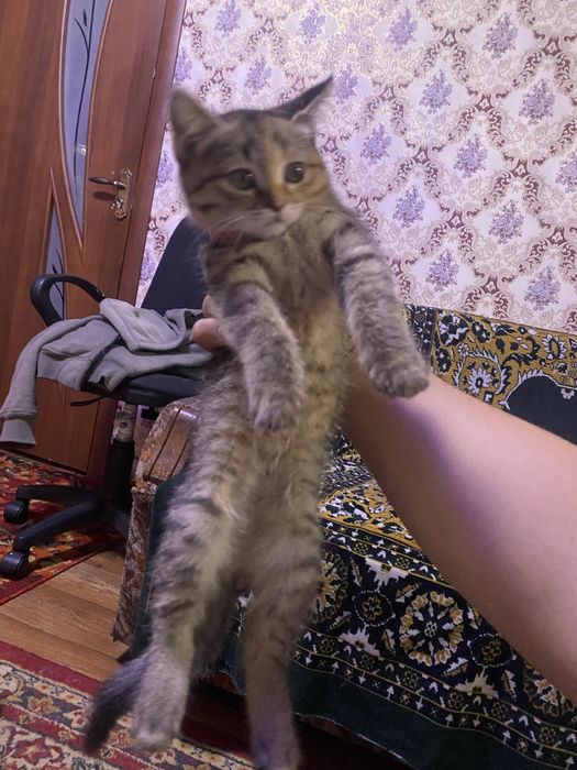Котята бесплатно айнабулак