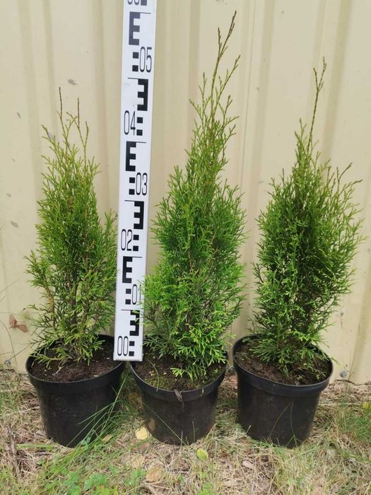 Ели туи из России