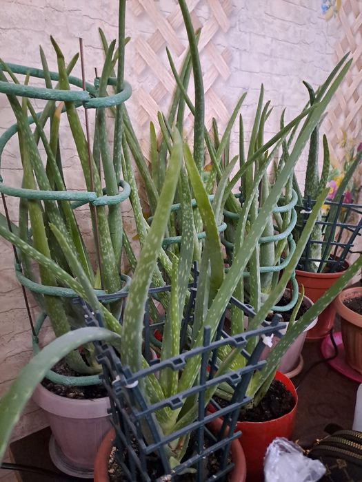Продам Алое вера