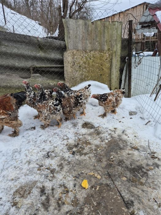 Vănd familie brahma culoarea porțelan