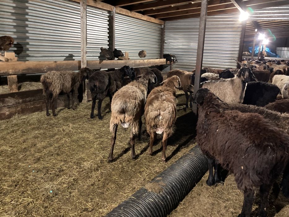 Бараны жирные тохты кой