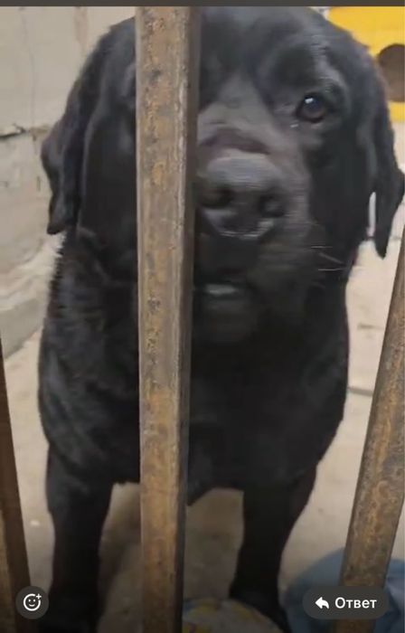 Кобель Лабрадора для вязки