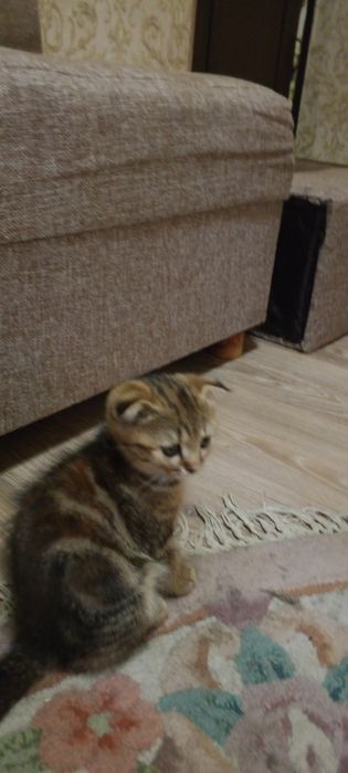 Котята Шкоти Фолл