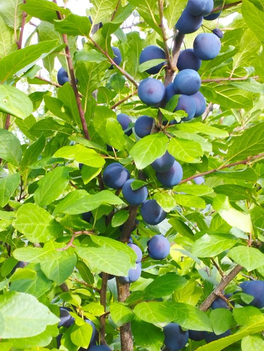 Срочно продам дачу .