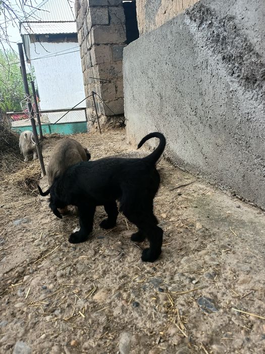 Продам ШЕНЬКОВ порода Тайған