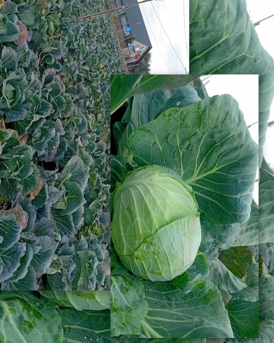 Varză Beverly Hills!