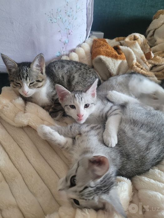 Мушик боллари Котята