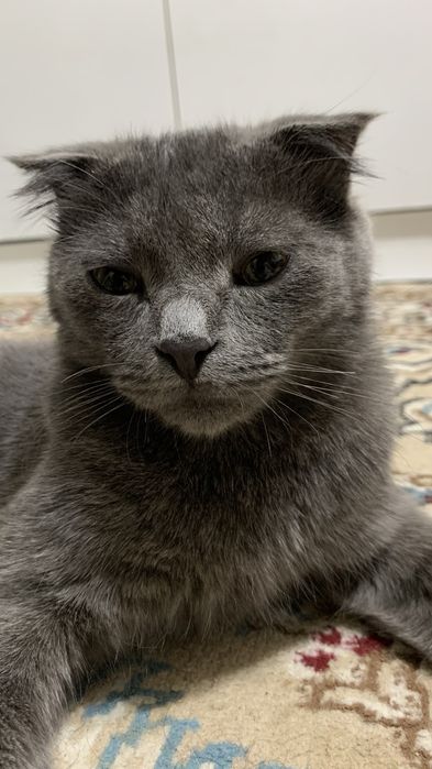 кот британски смешаный с шотланским