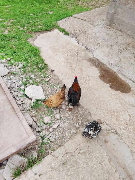 Японский сатылады