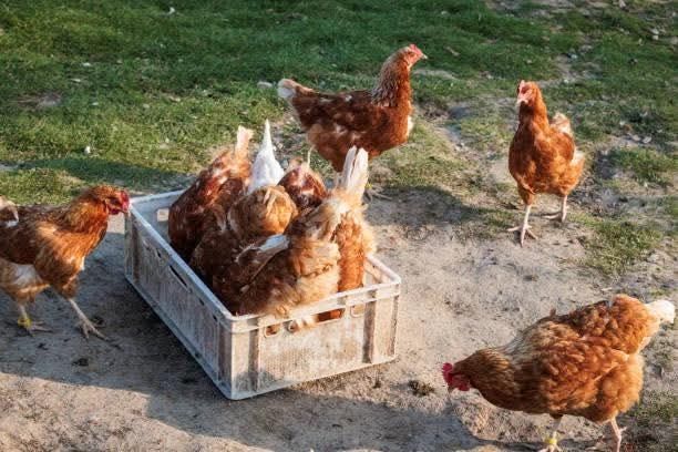 Găini outare cu vârsta de 11 luni (PUICUTE)