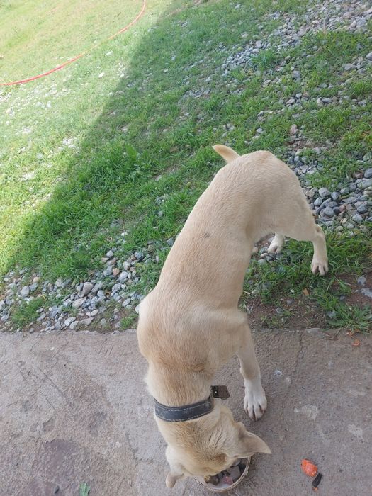 Умный.  Собака хороший