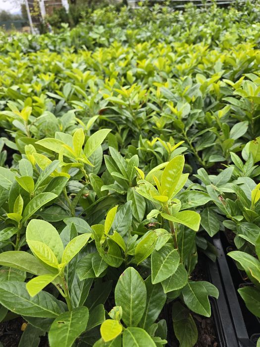 Laur Englezesc NOVITA - 40-50cm