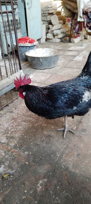 Sog'lom va baquvat xo'rozlar