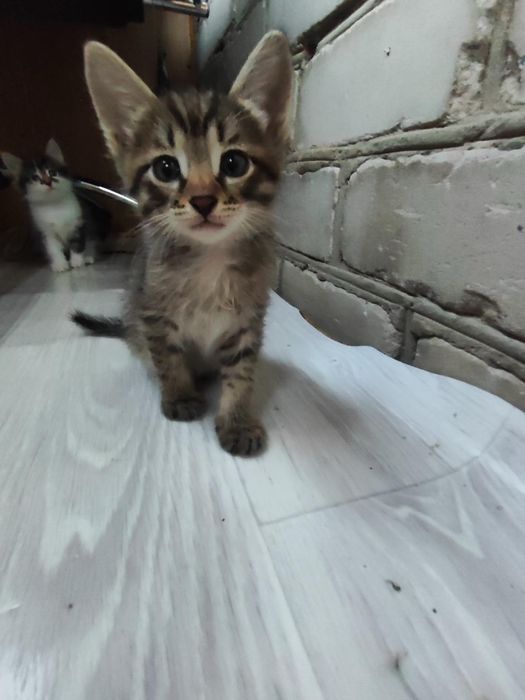 Отдам котёнка мальчик