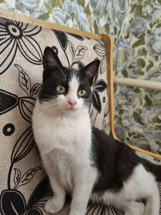 Милая  кошечка нуждается в доме