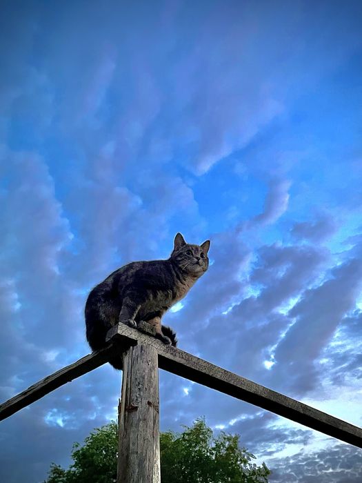 Пропала кошка. Просьба вернуть