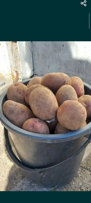 Продам домашную картошку