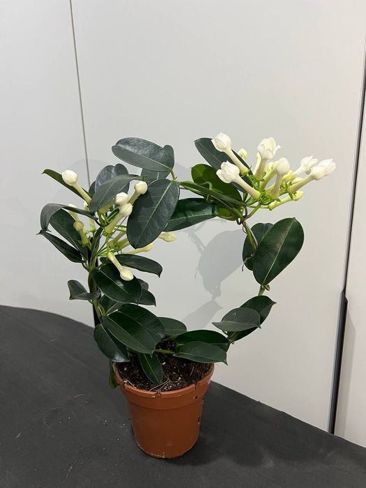 Жасмин голланд Стефанотис