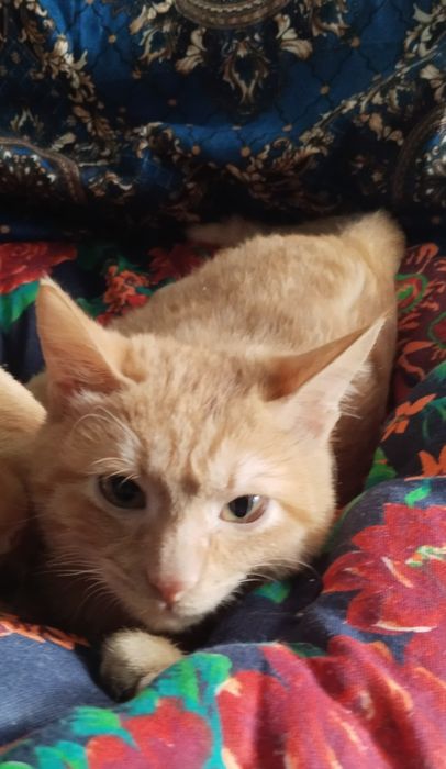 Отдаются котята 7 месяцев