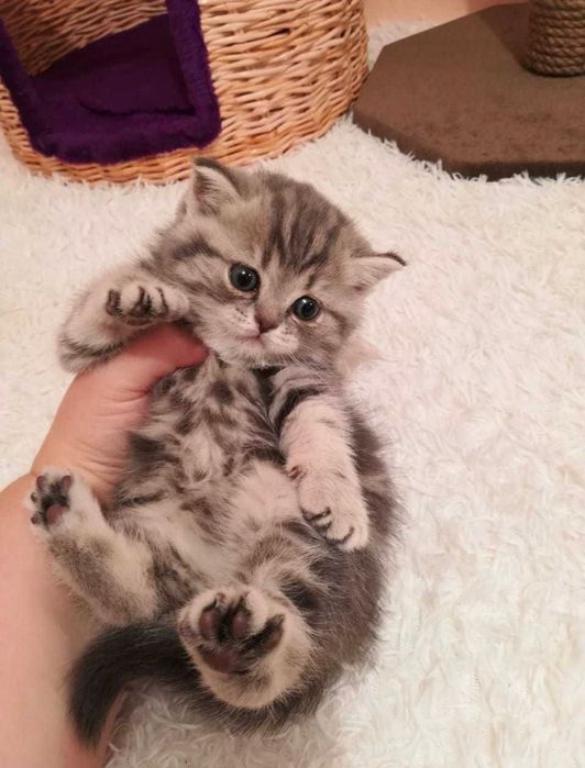 Роскошные шотландские малыши!!