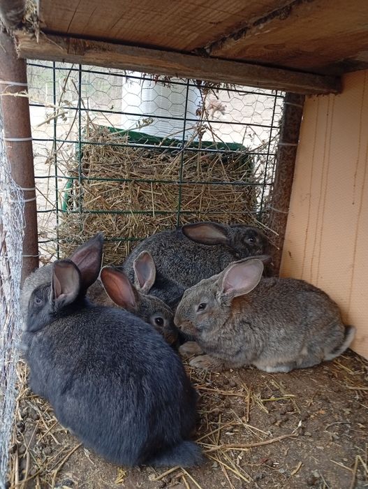 UG. Virată 2 luni preț bn 150 perechea