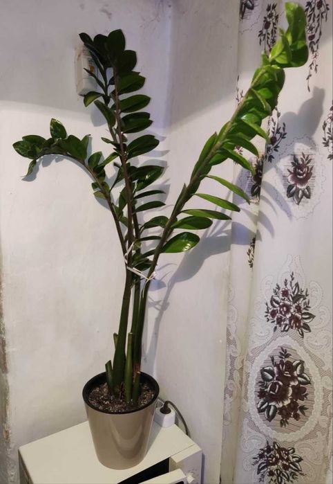 Продается бугенвилия    и другие