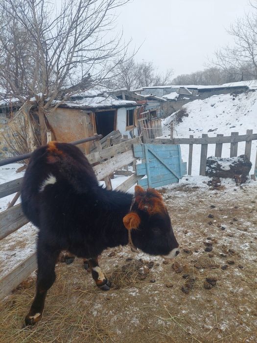 Құнажын Сатылады