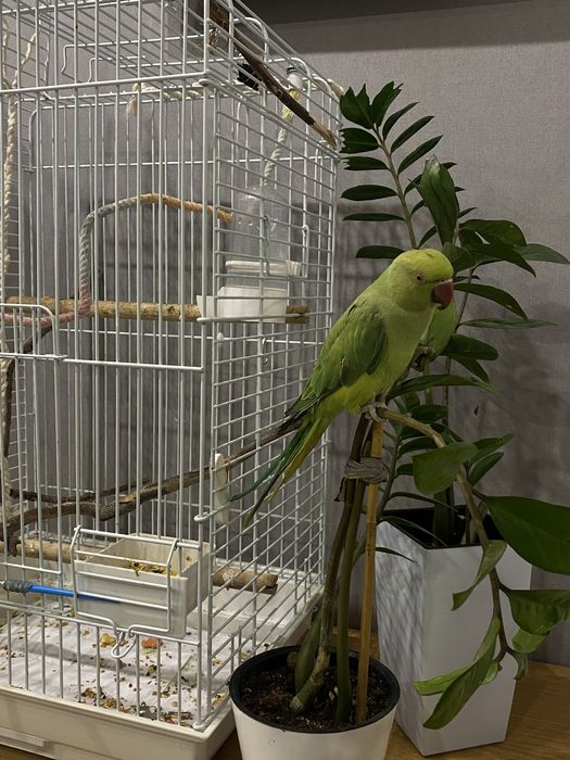 Ожереловый попугай