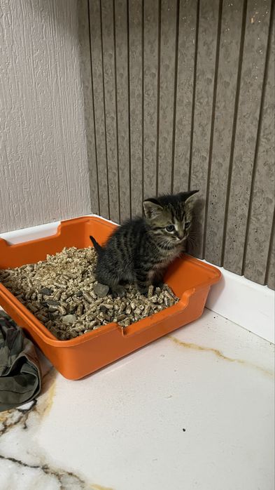 Продам котят красивые